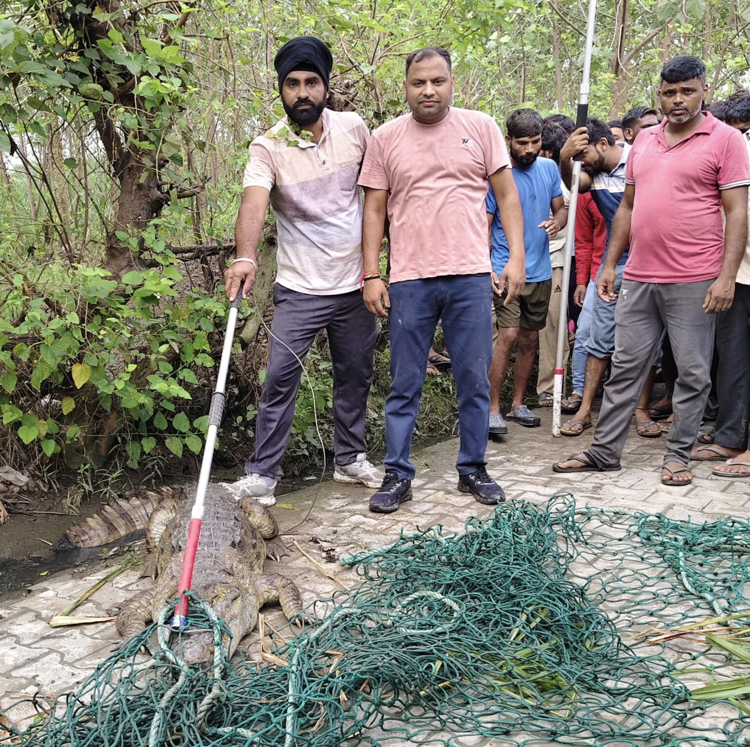 महाराजपुर कला गांव में ग्रामीण के खेत में घुसा विशालकाय मगरमच्छ