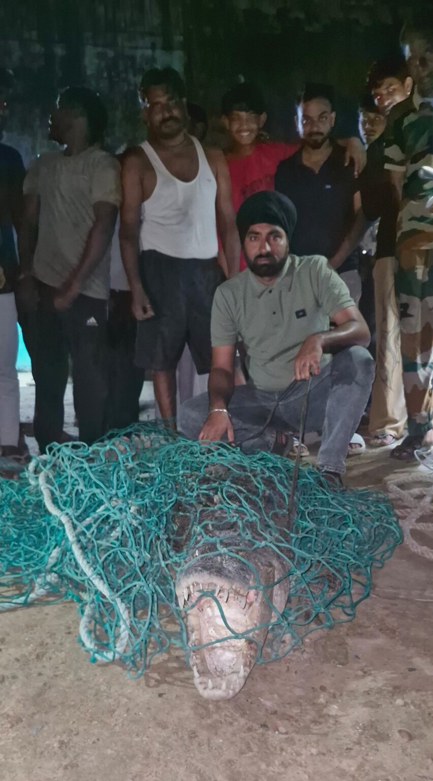 ग्राम भूरनी खतिरपुर में निकला 10 फुट का विशाल मगरमच्छ, वन विभाग ने किया रेस्क्यू