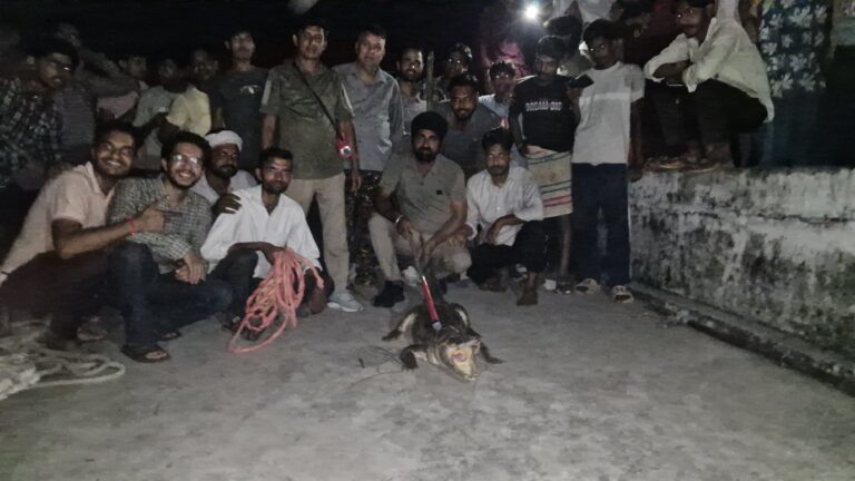 गन्ने के खेत में घुसा 8 फीट का मगरमच्छ, वन विभाग ने 2 घंटे की मशक्कत के बाद किया रेस्क्यू